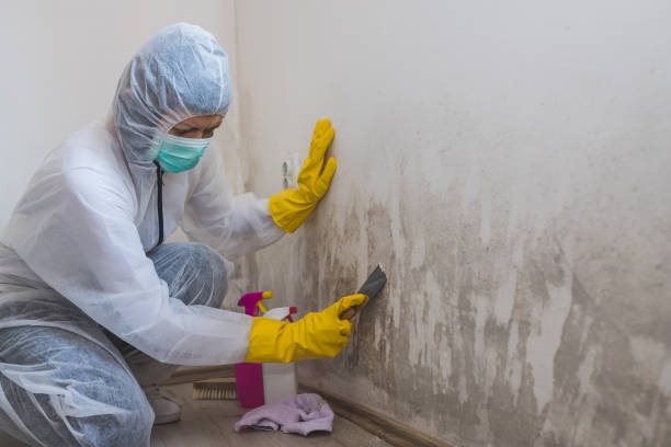 Best Toxic Mold Removal  in Fennville, MI