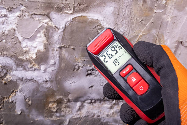 Best Professional Mold Removal  in Fennville, MI