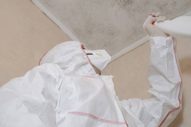 Best Certified Mold Removal  in Fennville, MI