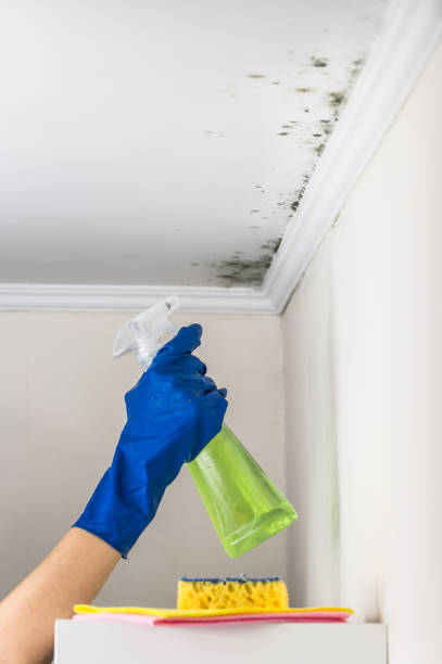 Best Mold Damage Repair  in Fennville, MI