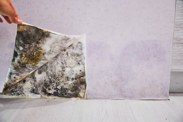 Best Best Mold Removal Companies  in Fennville, MI